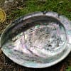 Abalone Shell XL 16-18 cm