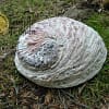 Abalone Shell XL 16-18 cm