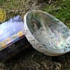 Abalone Shell XL 16-18 cm