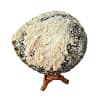 Abalone White Shell XL 15-18 cm