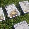 Madame Lenormand Gypsy Deck von Laura Tuan auf Portugiesisch
