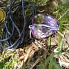 Andara Pendente Coração Violeta