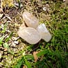 Rolled Rutilated Golden Quartz