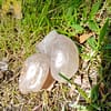 Rolled Rutilated Golden Quartz