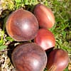 Semilla de Ojo de Buey