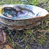Concha Abalone Dark Polida 12-14 cm