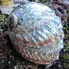Concha Abalone Dark Polida 12-14 cm