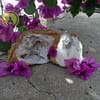 Geoda de cristal de cuarzo blanco - Imagen 4