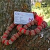Japa Mala Rudraksha 5 Muhkhis Rojo - Imagen 2