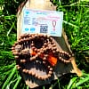 Japa Mala Rudraksha