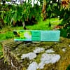 Incenso Goloka Aromatherapy Pepino