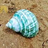 Concha Turbus Burges 7-8cm