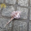 Concha Murex Ramosus Martelo