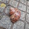 Concha Turbo Petholatus