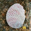 Abalone conchiglia bianca 12-14cm - immagine 2