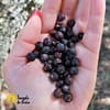 Bagas de Juniper (Zimbro) - Image 4