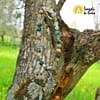 Pulseira Ágata India com Mão de Fátima 6mm - immagine 2