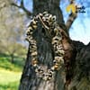 Pulsera Dalmata Chips Jaspe - Imagen 2