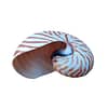 Nautilus Tiger Shell - Image 3