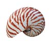 Nautilus Tiger Ladle 10-12cm