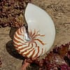 Concha Nautilus Tigre 14-16 cm