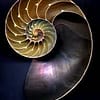 Concha Nautilus Polida 10-12cm