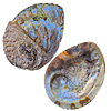 Concha Abalone Branca Meio Polida 14-16 cm