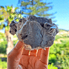 Lepidolita Lilás Bruta com Quartzo Branco 328 gr