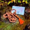 JapaMala de Rudraksha