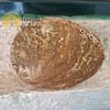 Green Abalone Shell - Image 3