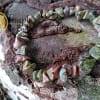 Pulsera Unakita Chips