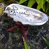 Abalone Weiße Schale 10-12 cm – Bild 3