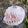 Abalone Weiße Schale 10-12 cm – Bild 2