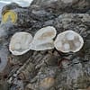 White Quartz Crystal Geode - Image 2