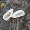 White Quartz Crystal Geode - Image 6