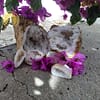 White Quartz Crystal Geode - Image 3