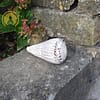 Concha Conus Marmoreus 10-12 cm - immagine 3
