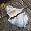 Busycon Contrarium White Shell – Image 3