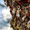 Resina Mastic Tears