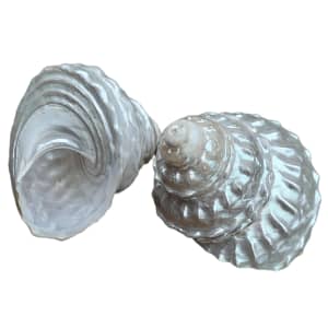 Guscio Astraea Undosa XL