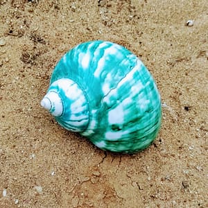 Turbus Burges 8-9cm