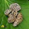 Cristallo di Diaspro Dalmata - immagine 2