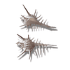 Murex Negrospinosus 8-10cm