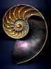 Concha Nautilus Pulida 10-12cm