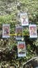 Fournier Angels Tarot