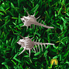 Murex Negrospinosus 8-10cm - Image 2