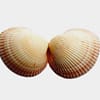 Concha Cardium Pair 10 cm - Image 2