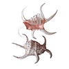 Concha Lambis Chiragra 20 cm