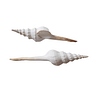 Fusus Calluses 10-12cm