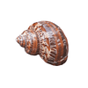 Concha Turbo Petholatus